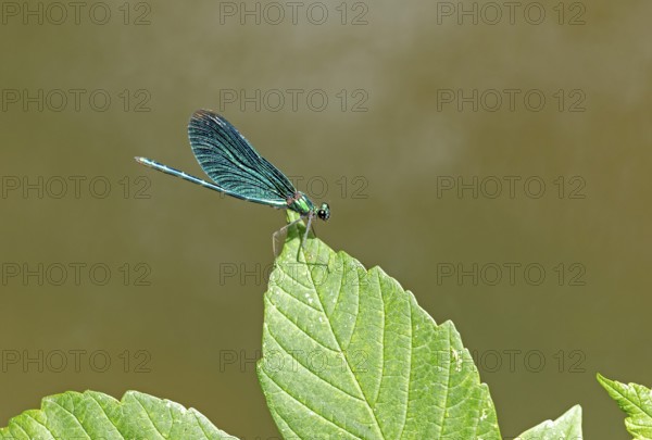 Dragonfly on leaf, beautiful demoiselle (Calopteryx virgo), Garstedt, Lower Saxony, Germany, Europe