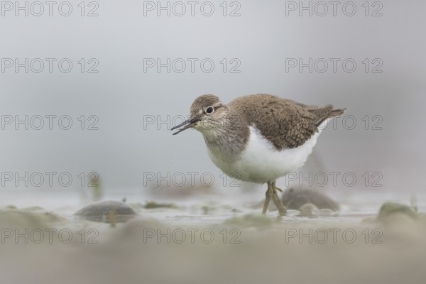 Common sandpiper foraging