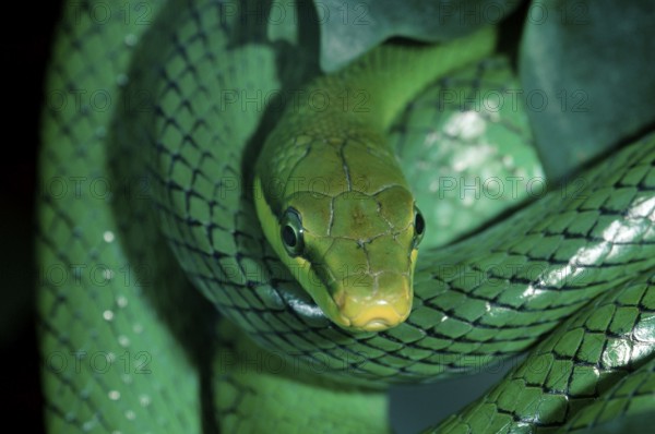 Red-tailed Green Ratsnake (Gonyosoma oxycephala) (Elaphe oxycephala)
