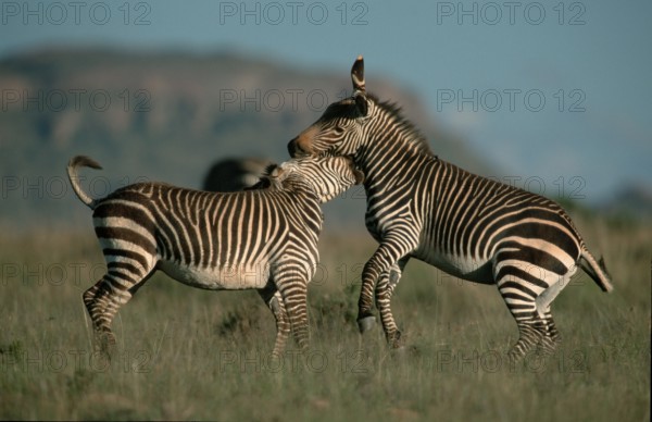 Cape mountain zebras (Equus zebra zebra), fighting stallions, Mountain Zebra National Park, South Africa, page, Africa