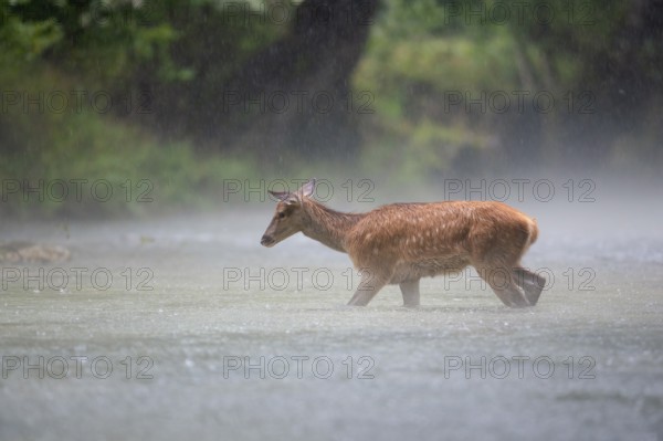Red deer (Cervus elaphus), stag calf walking through mountain stream in pouring rain