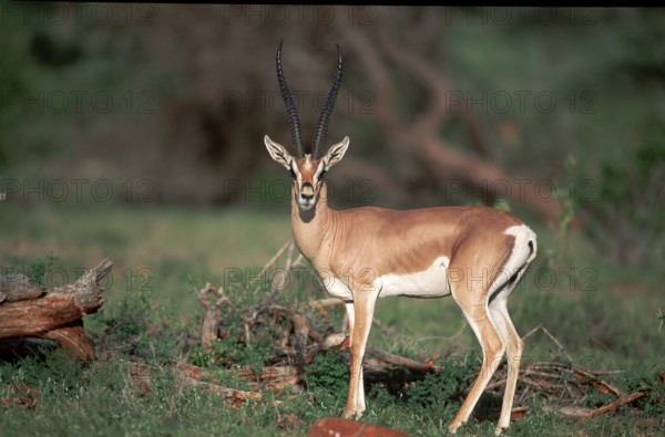 Grant's Gazelle (Gazella granti), male, Samburu Game Reserve, Kenya, side, Africa