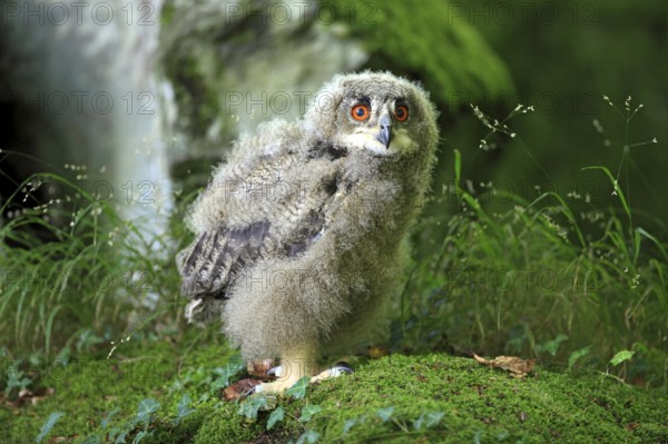 European eurasian eagle-owl (Bubo bubo), young bird