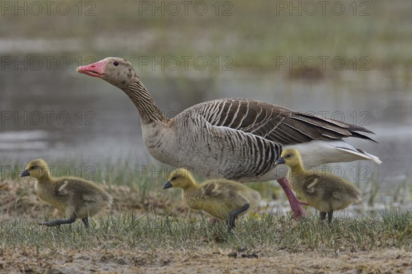 Greylag goose (Anser anser) with chicks, Burgenland, Austria, Europe