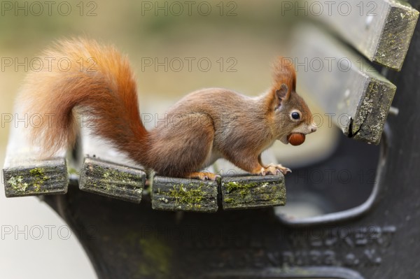 Eurasian red squirrel (Sciurus vulgaris) on a park bench, wildlife, Germany, Europe