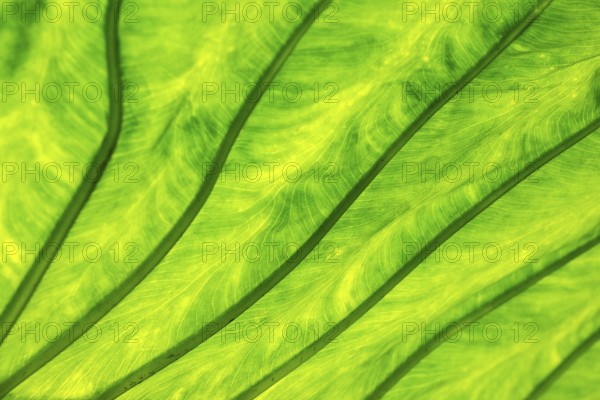 Leaf of the giant taro (Alocasia macrorrhizos), backlit close-up, Madeira, Portugal, Europe