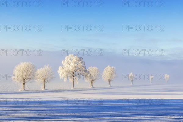 Frosty tree lined country road in a beautiful winter landscape view