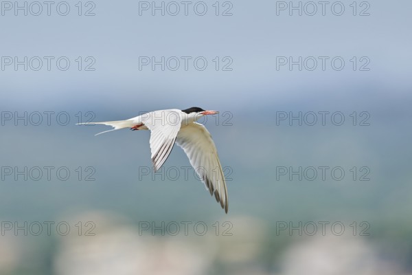 Elegant tern (Thalasseus elegans) flying in the sky above the sea, hunting, ebro delta, Catalonia, Spain, Europe