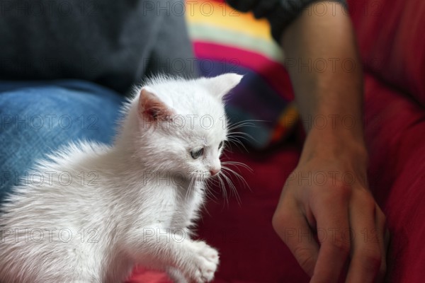 White kitten, domestic cat, playing excitedly on the sofa, Germany, Europe