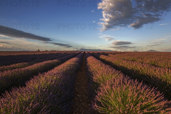 Lavender field, flowering true lavender (Lavandula angustifolia), near Valensole, evening light, Provence, Provence-Alpes-Cote d Azur, South of France, France, Europe