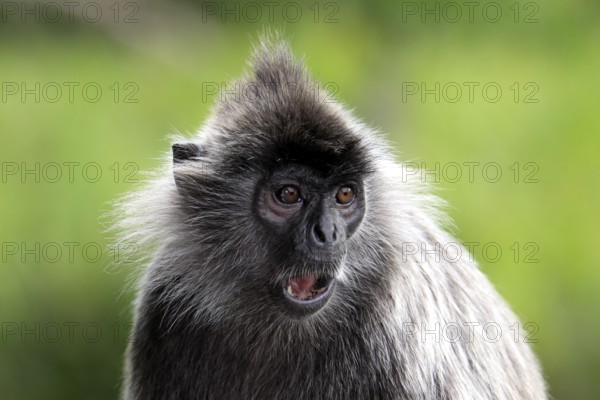 Silvered Leaf Monkey, Labuk Bay, Sabah, Borneo, Malaysia (Trachypithecus cristatus) (Presbytis cristatus), Silvery Langur