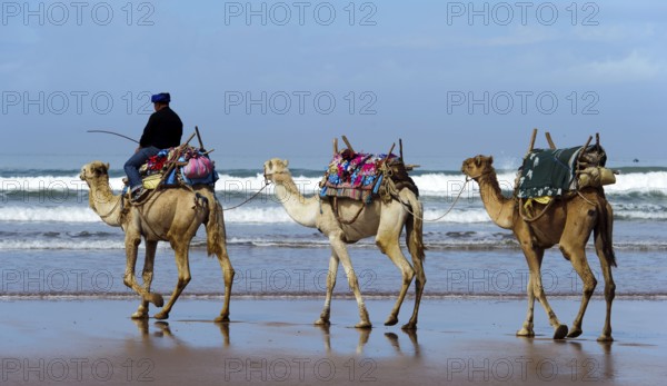 Morocco, dromedary driver, beach, Essaouira, Africa