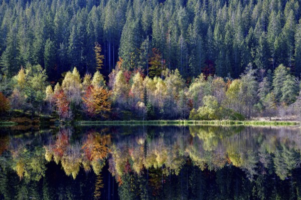 Trees reflected in the Sankenbachsee, Karsee, autumn, near Baiersbronn, Freudenstadt district, Black Forest, Baden-Württemberg, Germany, Europe