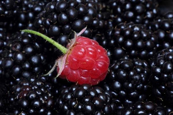 Raspberry (Rubus idaeus) at Rubus fruticosus (Rubus fruticosus)
