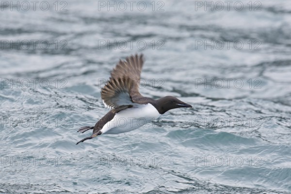 Thick-billed murre (Uria lomvia), Brünnich's guillemot in flight above sea water, native to the sub-polar regions of the Northern Hemisphere