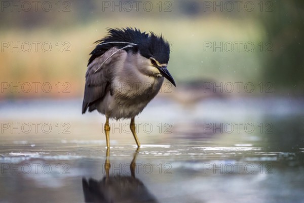 Black crowned night heron (Nycticorax nycticorax) in the water, Pusztaszer, Hungary, Europe