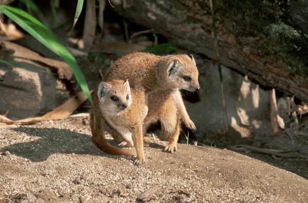 Young yellow mongoose (Cynictis penicillata)