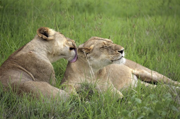 African lions (Panthera leo), lionesses, Sabi Sabi Game Reserve, Kruger National Park, South Africa nian lion