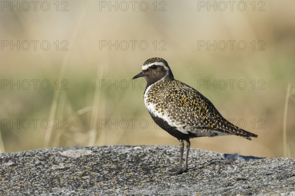 European golden plover (Pluvialis apricaria) stands on a stone, northern Norway, Norway, Europe