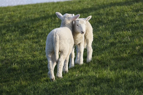 Domestic sheep (Ovis gmelini aries) lambs cuddling on the dyke, baby animals, Schleswig-Holstein, Germany, Europe
