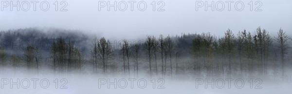 Fog over the Pacific rainforest, Prince William Sound, Alaska