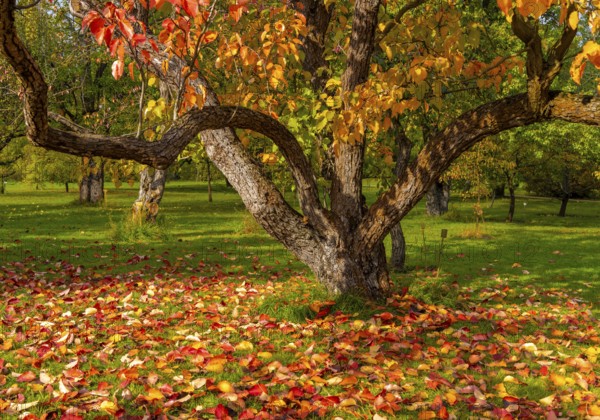 Autumn time, Sapium Plantae, trees and foliage in the park, Berlin, Germany, Europe