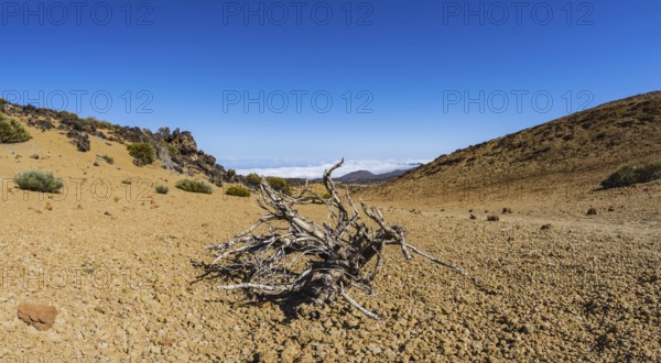 Tenerife National Park, World Heritage Site, Tenerife, Canary Islands, Spain, Europe