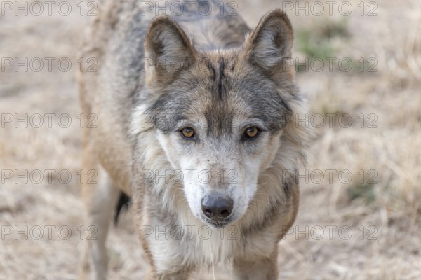 Mongolian wolf (Canis lupus chanco) in Gevaudan Park. Marvejols, Cevennes, France, Europe