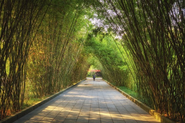 Path in bamboo forest brove in Wangjiang Pavilion (Wangjiang Tower) Wangjianglou Park. Chengdu, Sichuan, China, Asia