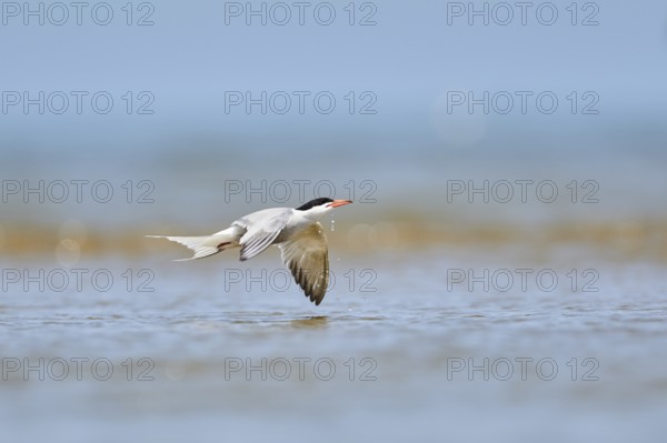 Elegant tern (Thalasseus elegans) flying in the sky above the sea, hunting, ebro delta, Catalonia, Spain, Europe