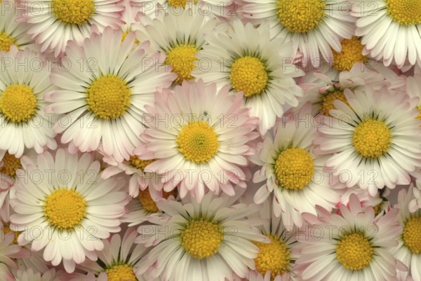 Common daisy (Bellis perennis), medicinal plant, naturopathy classifies the daisy among other things as stimulating the metabolism, expectorant and anti-inflammatory, used e.g. for respiratory and skin diseases as well as injuries. The daisy was named medicinal plant of the year 2017