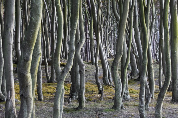 Beech trees at Darß, Darss west coast, Fischland-Darß-Zingst, Western Pomerania Lagoon Area NP, Mecklenburg-Western Pomerania, Germany, Europe