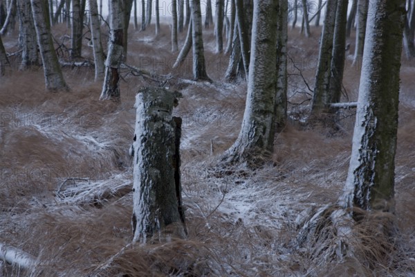 First snow in the Eastern Ore Mountains too
