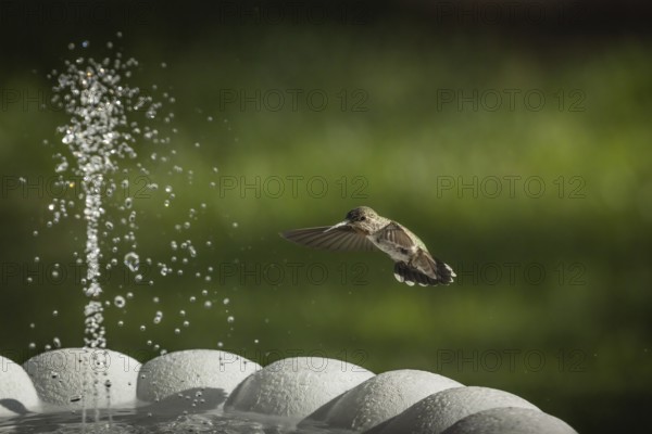 Hummingbird in flight