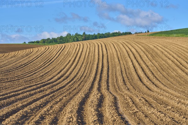 Landscape with potato field in spring, Großheubach, Miltenberg, Spessart, Bavaria, Germany, Europe