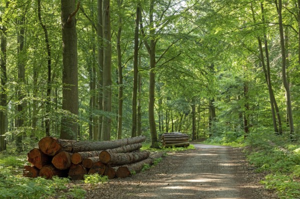 Forest near Sellin, Rügen Island, Mecklenburg-Western Pomerania, Germany, Europe