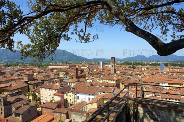 Panoramic roof top view from the Guinigi Tower of the historic centre of Lucca, Tunscany, Italy, Europe