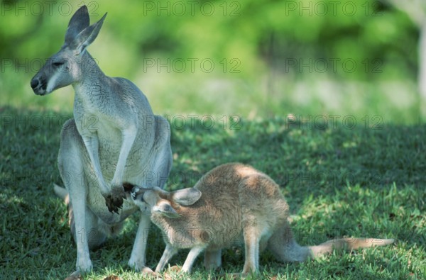 Red red kangaroo (Macropus rufus), female with young, Australia, Oceania