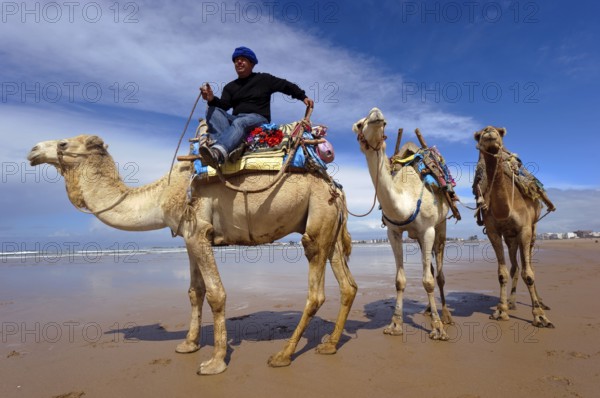 Morocco, dromedary driver, beach, Essaouira, Africa