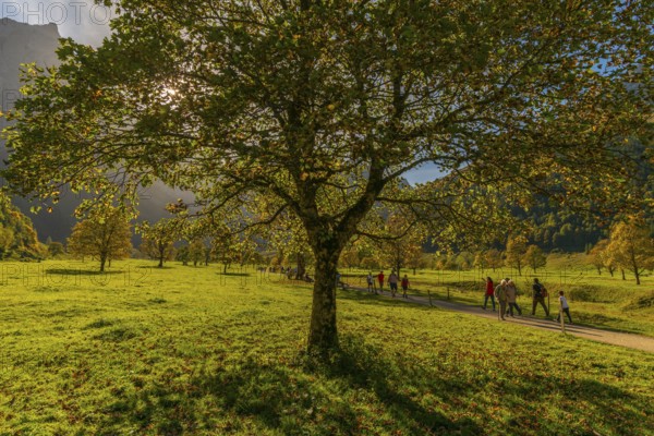 Engtal, Großer Ahornboden, Karwendel Mountains, Kalkalpen, Austria, Autumn-coloured sycamore maple (Acer pseudoplatanus) in the sunshine on the Eng, Europe