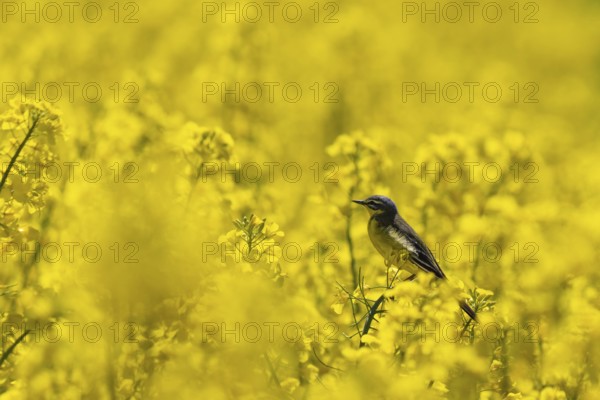 A stonechat sits in a flowering rape field in Frankfurt Northwest, Northwest, Frankfurt am Main, Hesse, Germany, Europe
