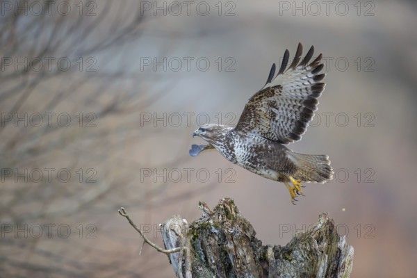 Steppe buzzard (Buteo buteo), Germany, Europe