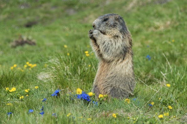 Alpine Marmot (Marmota marmota), feeding, High Tauern National Park, Austria, Europe