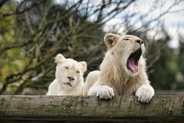 White lions (Panthera leo), pair, male roaring, mouth open, colour mutation, leucism, captive, Safaripark, Safariland Stukenbrock, Schloss Holte-Stukenbrock, North Rhine-Westphalia, Germany, Europe