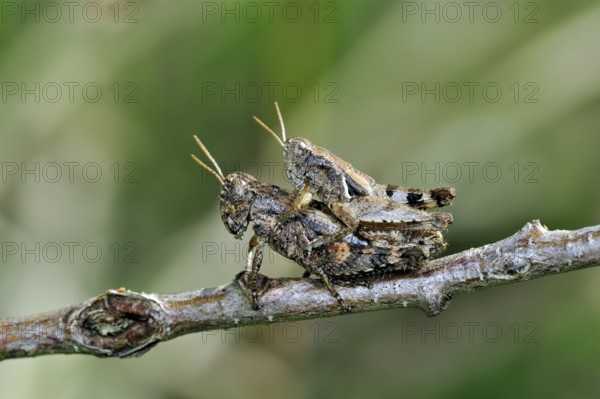 Small grasshopper, Small grasshoppers, Grasshopper, Grasshoppers, Other animals, Insects, Animals, Field grasshoppers, Short-horned grasshopper Pezotettix giornae, Pezotettix giornai, male and female couple mating on twig