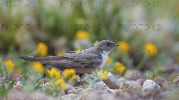 Crag martin (Ptyonoprogne rupestris) searching for nesting material on the ground, La Serena steppe area, Extremadura, Spain, Europe