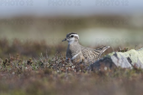 Eurasian Dotterel (Charadrius morinellus), sits in nest on the ground, ground breeder, tundra vegetation, Finnmark, Norway, Europe