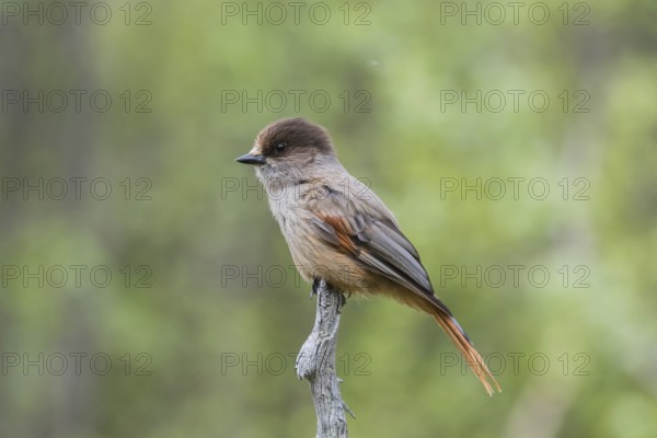 Siberian jay (Perisoreus infaustus) sits on a branch, Lapland, Sweden, Europe
