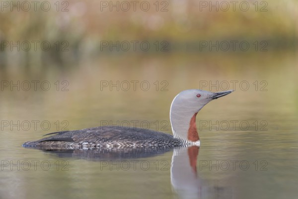 Red-throated diver (Gavia stellata) swims in the water, Dalarna, Sweden, Europe