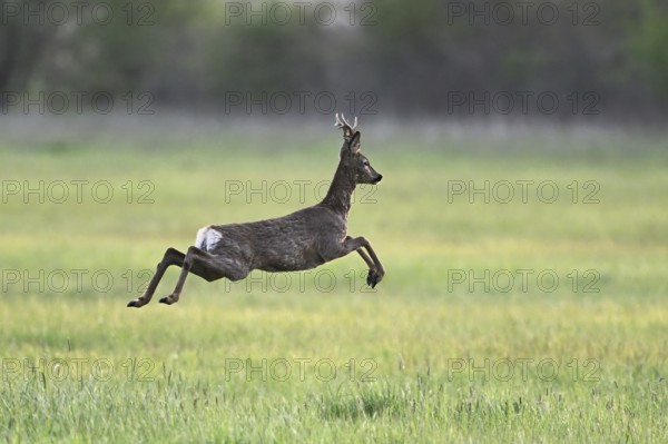 Roe deer (Capreolus capreolus), roebuck jumping, on the run, Lake Neusiedl National Park, Seewinkel, Burgenland, Austria, Europe